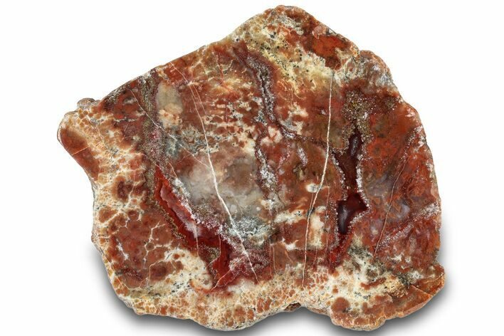 Polished Dinosaur Coprolite Nodule Section - Utah #307992
